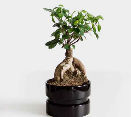 短信呼叫轰炸app