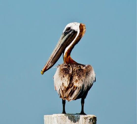 安全放心的呼死你软件